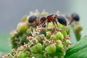 Vespoidea: Ants (Meranoplus sp.) feasting on weed flower