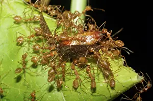 Dragging: ANTS - MOVING BEETLE ON LEAF
