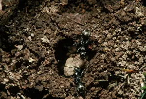 Mouthparts: Ants Moving a Rock