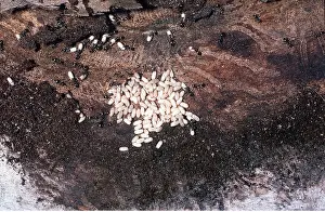 Ants: ANTS NEST & EGGS