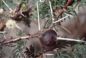 Ants: ANTS - nest in Whistling Thorn Tree