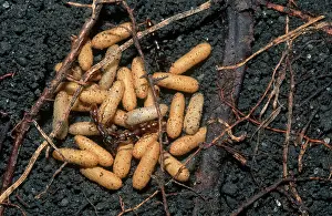 Tending: Ants and Pupae
