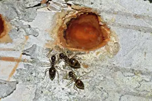 Sapsucker: Ants at Sap Well