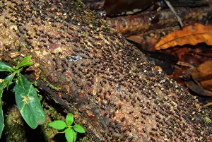 Worker: Ants, Sarawak, Malaysian Borneo, Malaysia