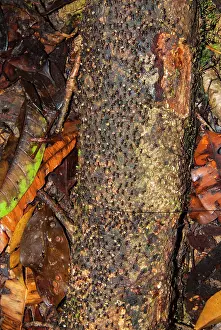 Worker: Ants, Sarawak, Malaysian Borneo, Malaysia