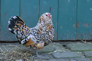Antwerp: Antwerp Beard Hen Chicken