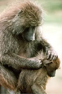 Baboons: ANUBIS BABOON - grooming young