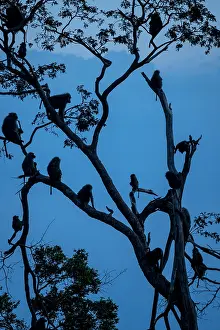 Catarrhini: Anubis Baboon (Papio hamadryas anubis), in dormitory