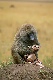 Thomsons: Anubis / Olive / Savanna Baboon - Feeding on young