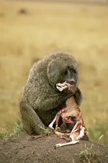 Thomsons: Anubis / Olive / Savanna Baboon - Feeding on young
