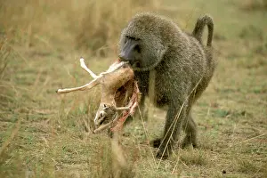 Thomsons: Anubis / Olive / Savanna Baboon - Killing young