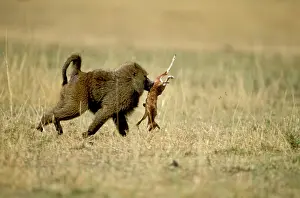 Thomsons: Anubis / Olive / Savanna Baboon - Killing young