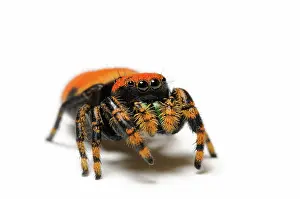 Phidippus: Apache jumping spider
