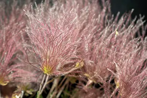 Lee Klopfer: Apache plume, fallugia paradoxa