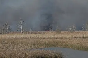 Flames: Apalachicola Marsh Controlled Burn