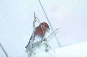 Sanguinea: Apapane