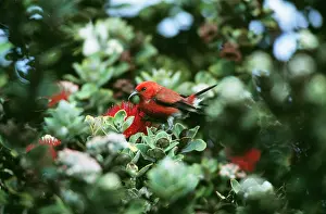 Sanguinea: APAPANE BIRD -IN TREE, HAWAII