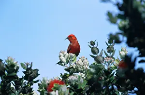 Sanguinea: Apapane - Hawaiian endemic