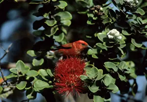 Sanguinea: Apapane - on Ohio Flower