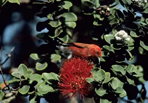 Sanguinea: Apapane - on Ohio Flower