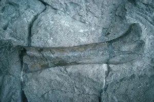 Sauropod: Apatosaurus Bone