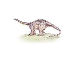 Reconstruction: Apatosaurus dinosaur