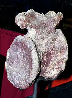 Backbone: Apatosaurus Fossil Vertebrate