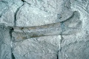 Matrix: Apatosaurus Leg Bone