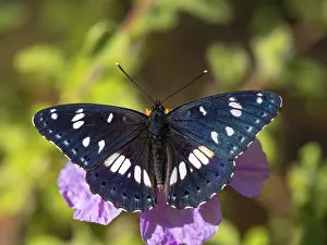 Searching: Apatura iris, (Apatura iris), purple emperor, butterfly
