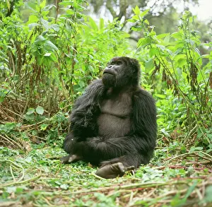 Blackback: Ape: Mountain Gorilla - Blackback male