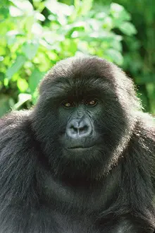 Blackback: Ape: Mountain Gorilla - Blackback male