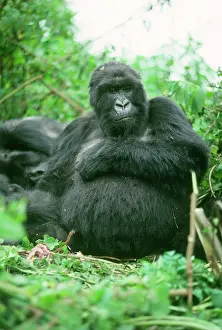 Blackback: Ape: Mountain Gorilla - Blackback male