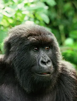 Blackback: Ape: Mountain Gorilla - Blackback male