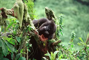 Thoughtful: Ape: Mountain Gorilla - juvenile