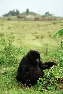 Thistles: Ape: Mountain Gorilla - juvenile feeding on thistle