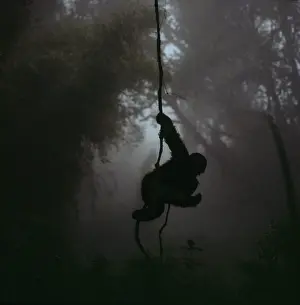 Swinging: Ape: Mountain Gorilla - juvenile on vine