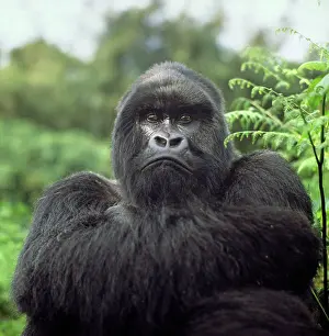 Proud: Ape: Mountain Gorilla - Silverback male