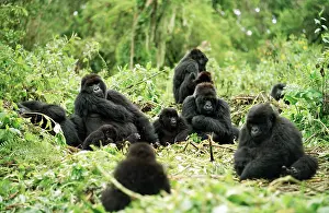Silverback: Ape: Mountain Gorilla - Silverback male with group resting