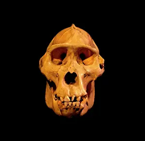 1902: Ape: Mountain Gorilla Skull - holotype 1902