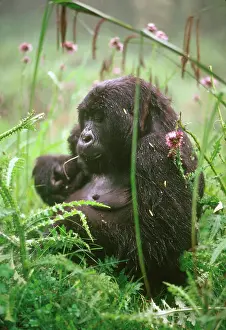 Thistles: Ape: Mountain Gorilla - young female feeding on thistle