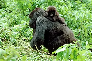 Hitchhiking: Ape: Mountain Gorillas - female with infant on back