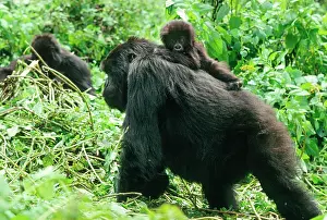 Hitchhiking: Ape: Mountain Gorillas - female with infant on back