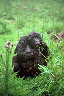 Thistles: Ape: Mountain Gorillas - female with infant feeding