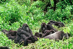Silverback: Ape: Mountain Gorillas - Silverback male with group resting