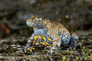 Apennine yellow-bellied toad - endangered italian species