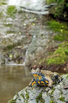 Apennine yellow-bellied toad - in habitat