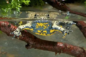 Puzzle: Apennine yellow-bellied toad - in water