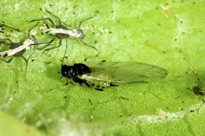 Photomicrography: Aphid alate