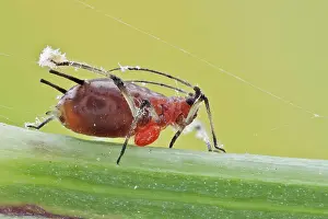 Shows: An Aphid under attack!!. Image shows the aphid b
