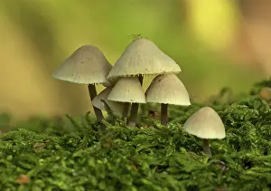 Coppice: Aphid on Fungi - group of Mycenaceae - Autumn